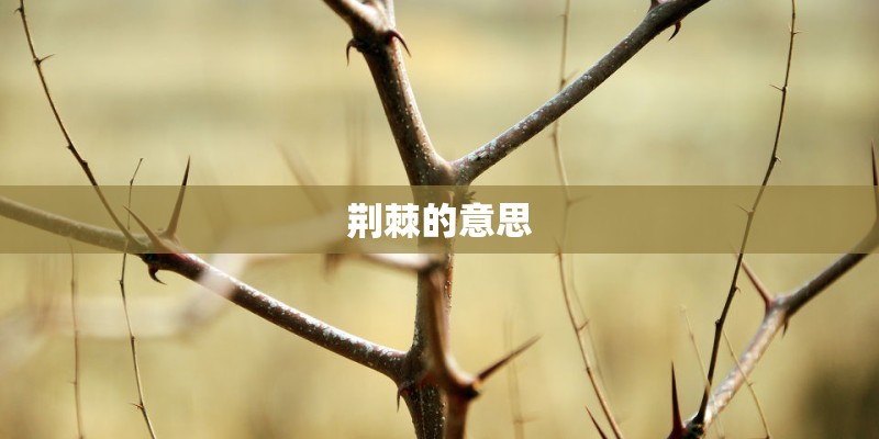 荆棘的意思