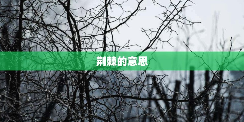 荆棘的意思