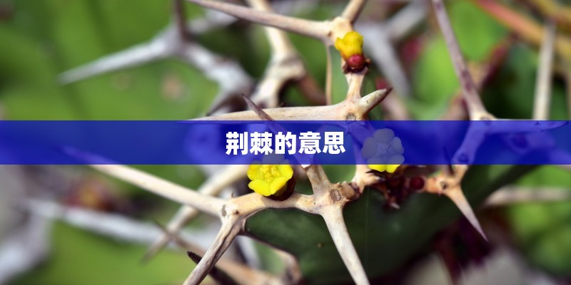 荆棘的意思