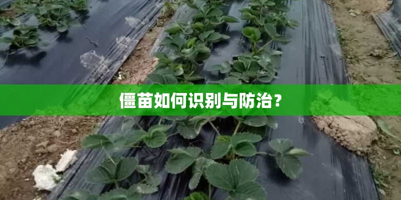 漯河市召陵区如何申请公租房