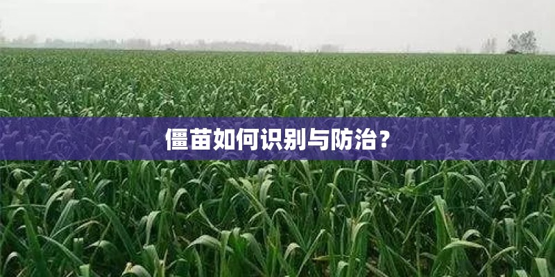 僵苗如何识别与防治? 僵苗如何识别与防治?