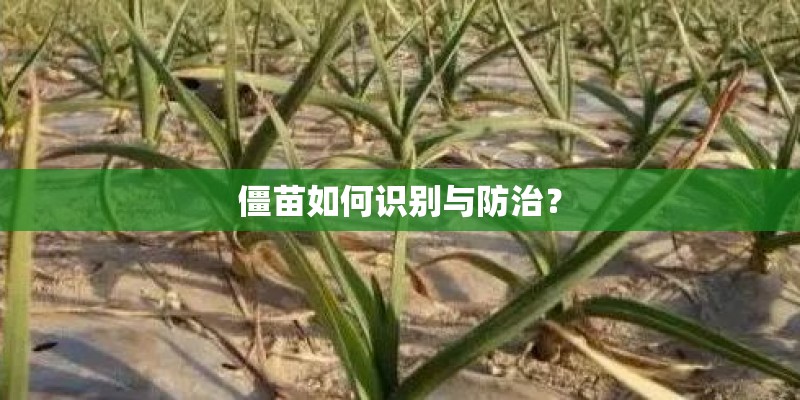 僵苗如何识别与防治? 僵苗如何识别与防治?