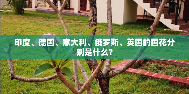 印度、德国、意大利、俄罗斯、英国的国花分别是什么？
