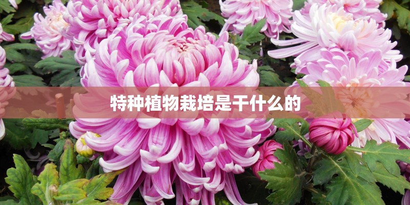 特种植物栽培是干什么的