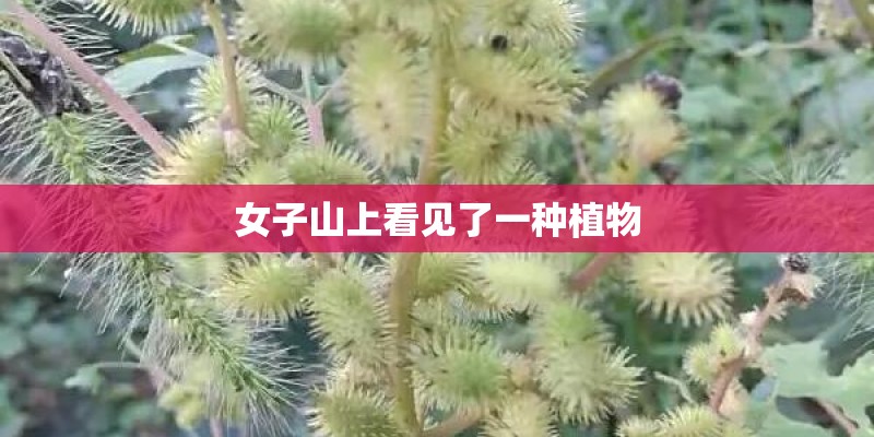 女子山上看见了一种植物