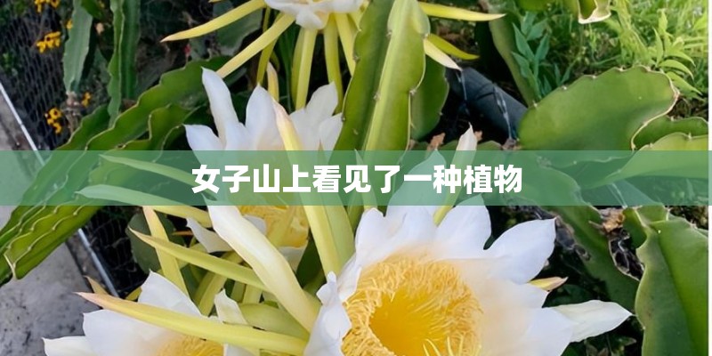 女子山上看见了一种植物