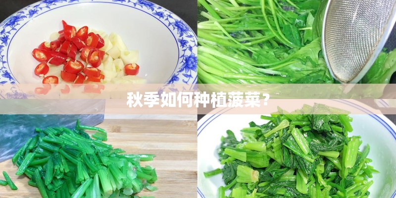 秋季如何种植菠菜？
