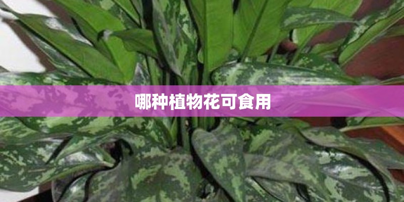 奥迪S3怎么样？