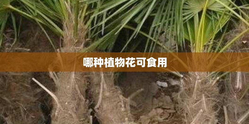 哪种植物花可食用