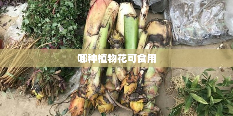 哪种植物花可食用