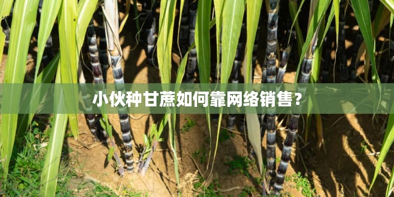 小伙种甘蔗如何靠网络销售？
