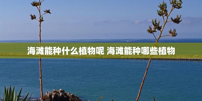 海滩能种什么植物呢 海滩能种哪些植物