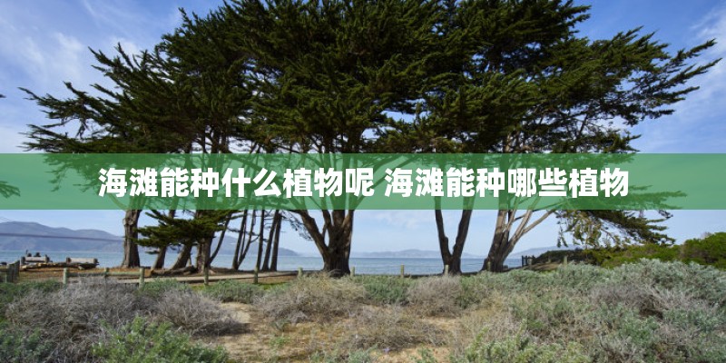 海滩能种什么植物呢 海滩能种哪些植物