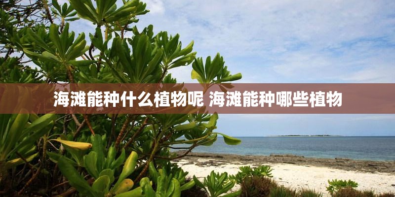 海滩能种什么植物呢 海滩能种哪些植物