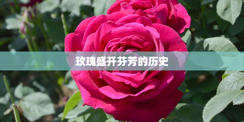 玫瑰盛开芬芳的历史