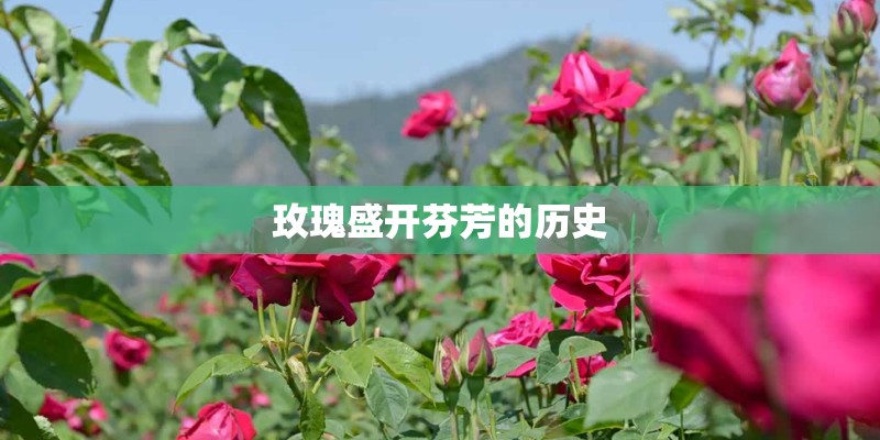 玫瑰盛开芬芳的历史