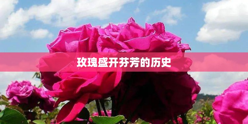 玫瑰盛开芬芳的历史