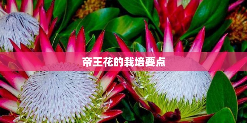 北京小吉普6万左右