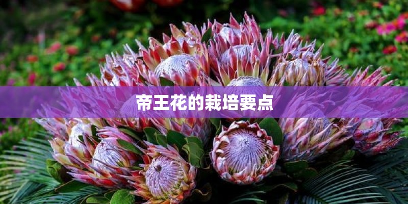 帝王花的栽培要点