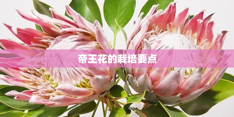 帝王花的栽培要点