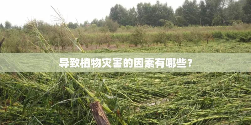 北京小吉普6万左右