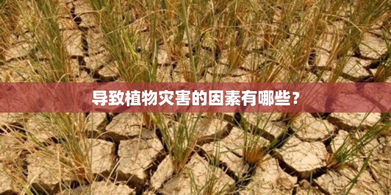 导致植物灾害的因素有哪些？