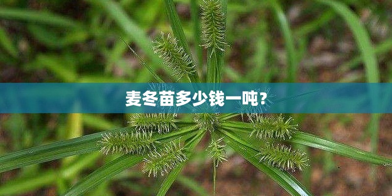 麦冬苗多少钱一吨？