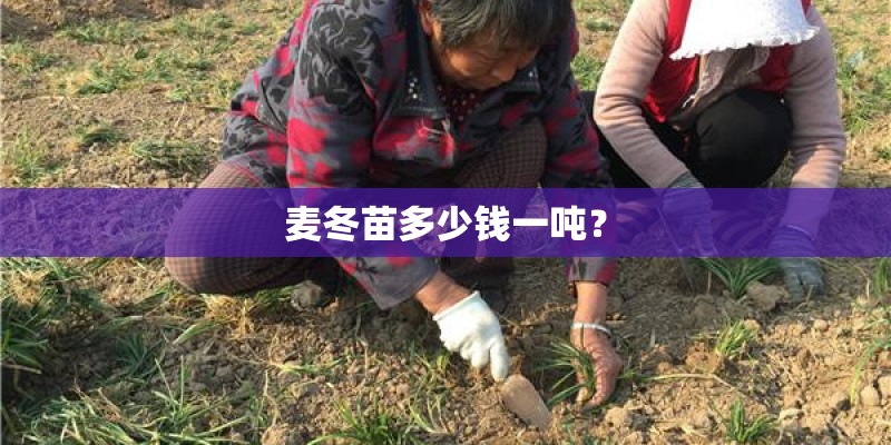 麦冬苗多少钱一吨？