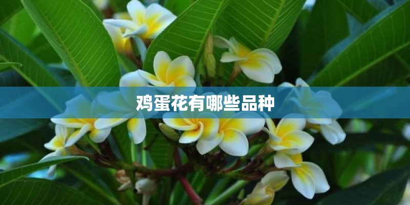 大门两侧种什么树吉祥坐北朝南大门两边栽什么树好