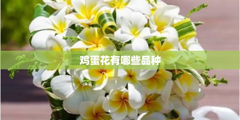 鸡蛋花有哪些品种