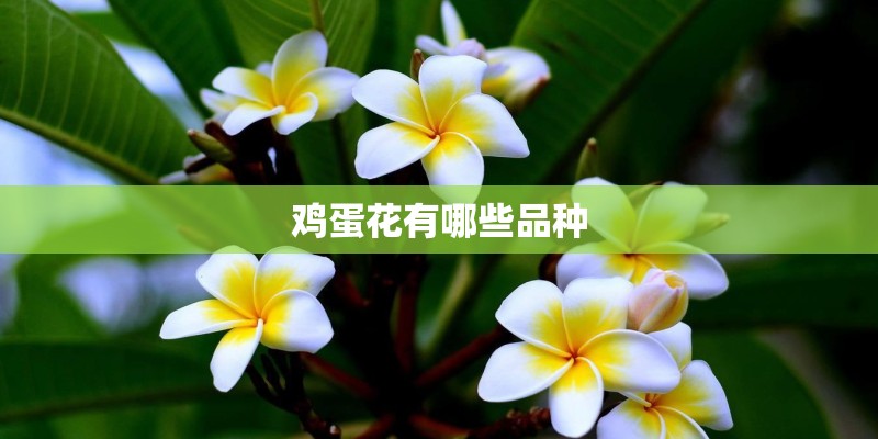 鸡蛋花有哪些品种