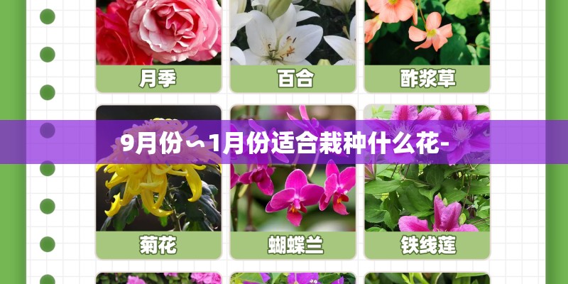 9月份∽1月份适合栽种什么花-