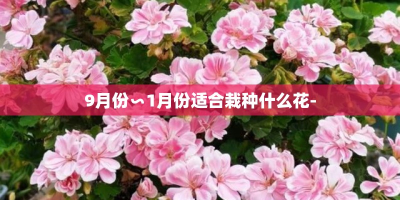 9月份∽1月份适合栽种什么花-