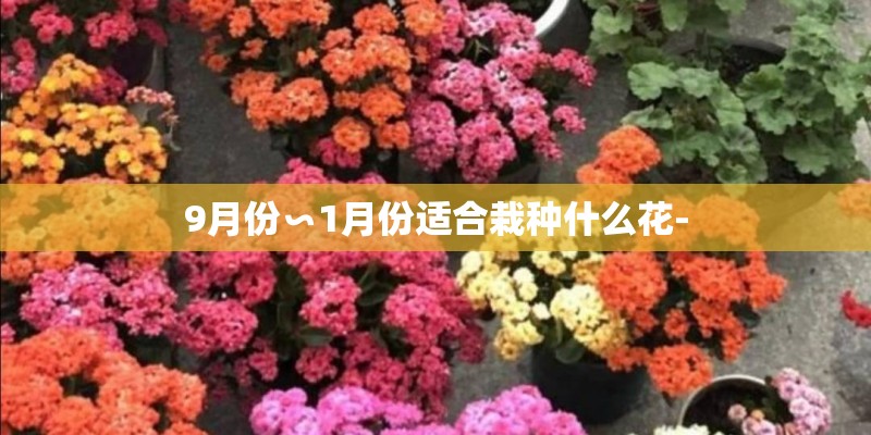 9月份∽1月份适合栽种什么花-