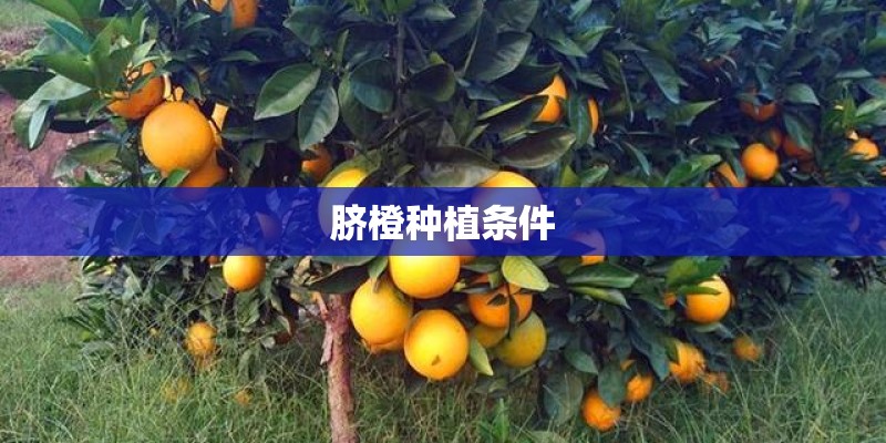 脐橙种植条件 脐橙种植条件
