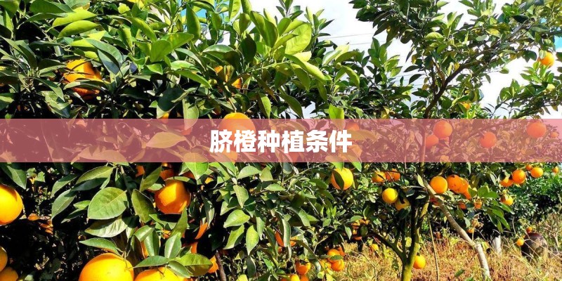 gl8商务车7座最新款