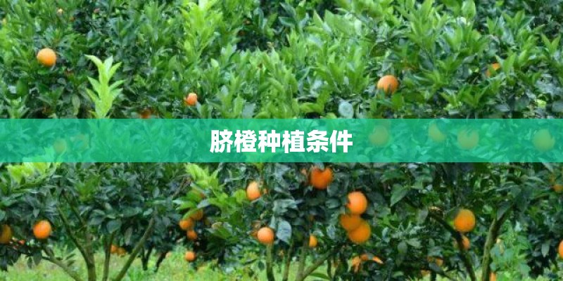 脐橙种植条件 脐橙种植条件
