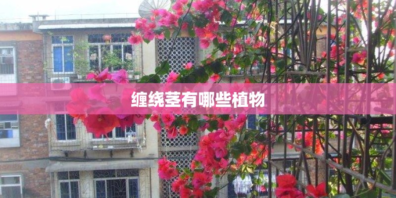 缠绕茎有哪些植物