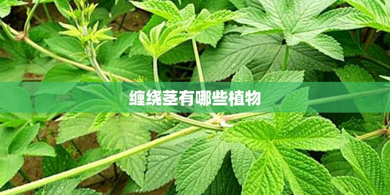 缠绕茎有哪些植物