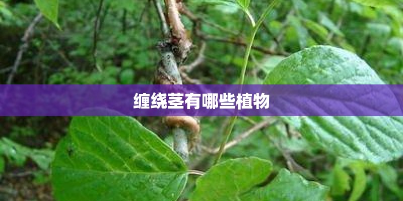 缠绕茎有哪些植物