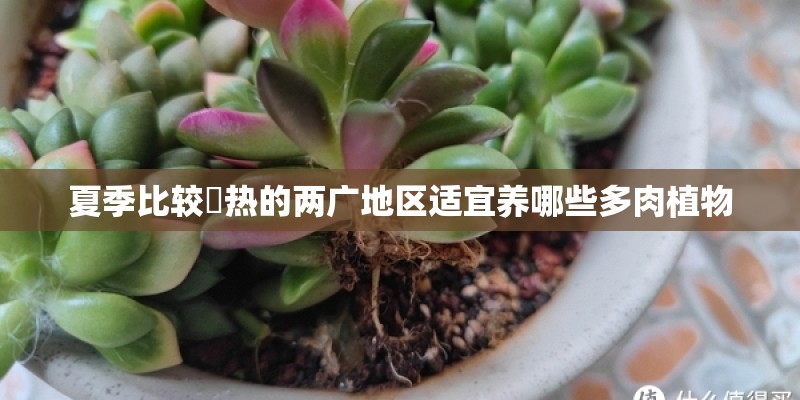 缠绕茎有哪些植物