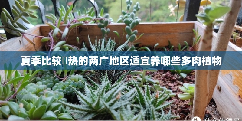 夏季比较溼热的两广地区适宜养哪些多肉植物