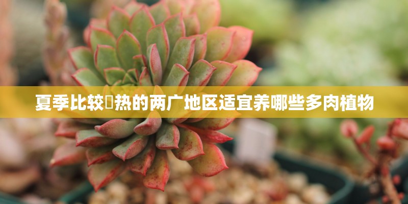 夏季比较溼热的两广地区适宜养哪些多肉植物