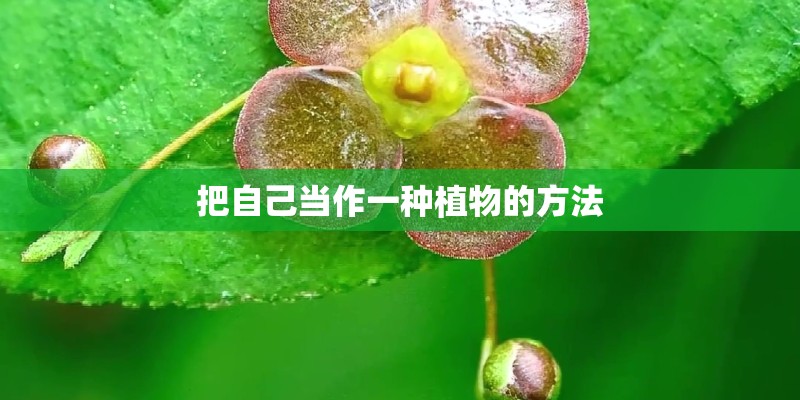 把自己当作一种植物的方法