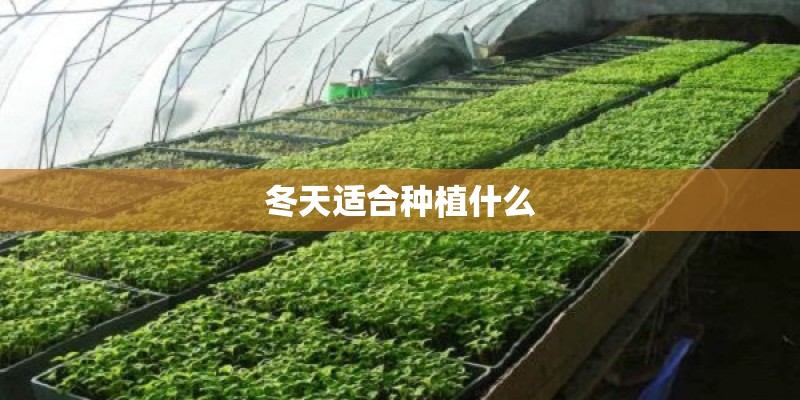 阳光房可以养花吗_1