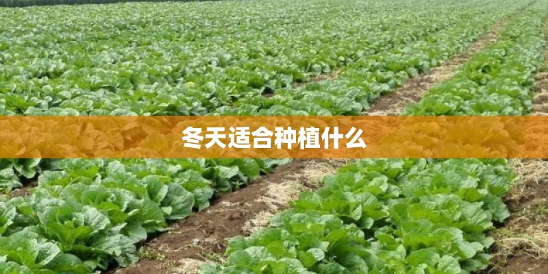 冬天适合种植什么