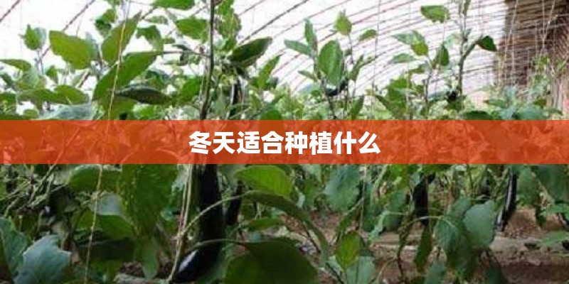 冬天适合种植什么