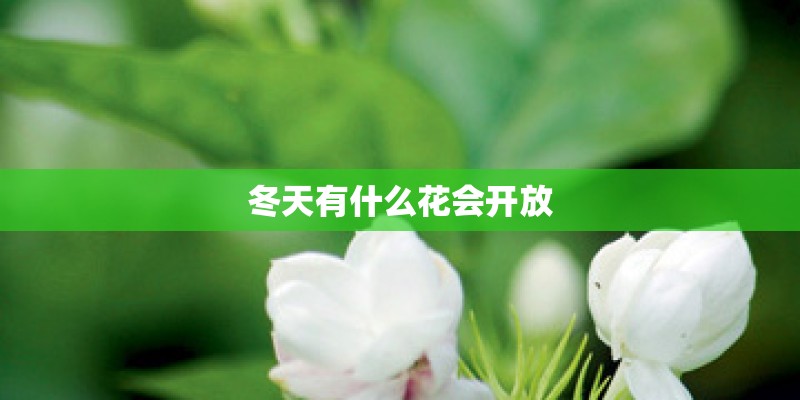 冬天有什么花会开放