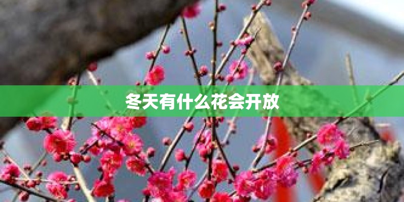 冬天有什么花会开放