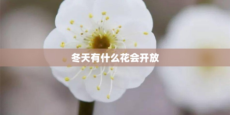 冬天有什么花会开放